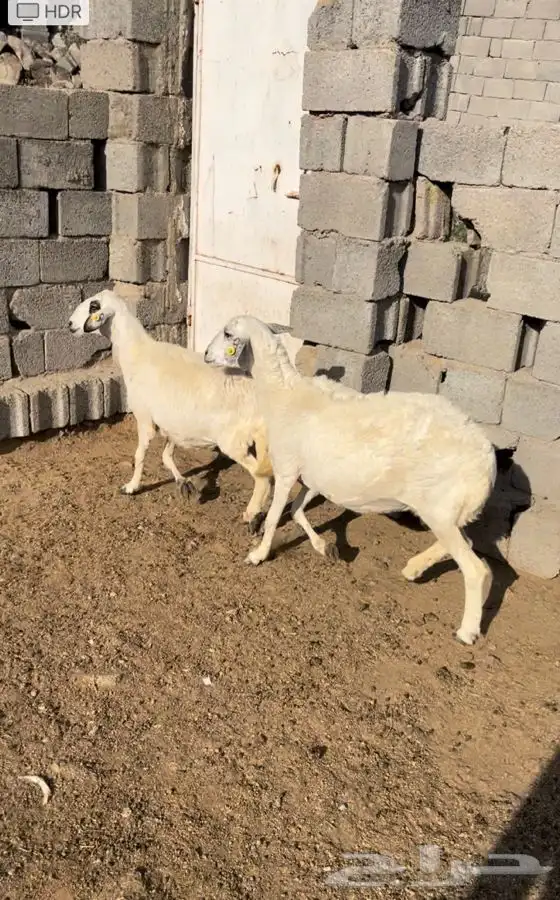 نعاج حيل للبيع ( تم البيع ) 3