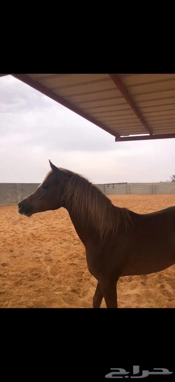 مهره شعبيه ( تم البيع ) 7