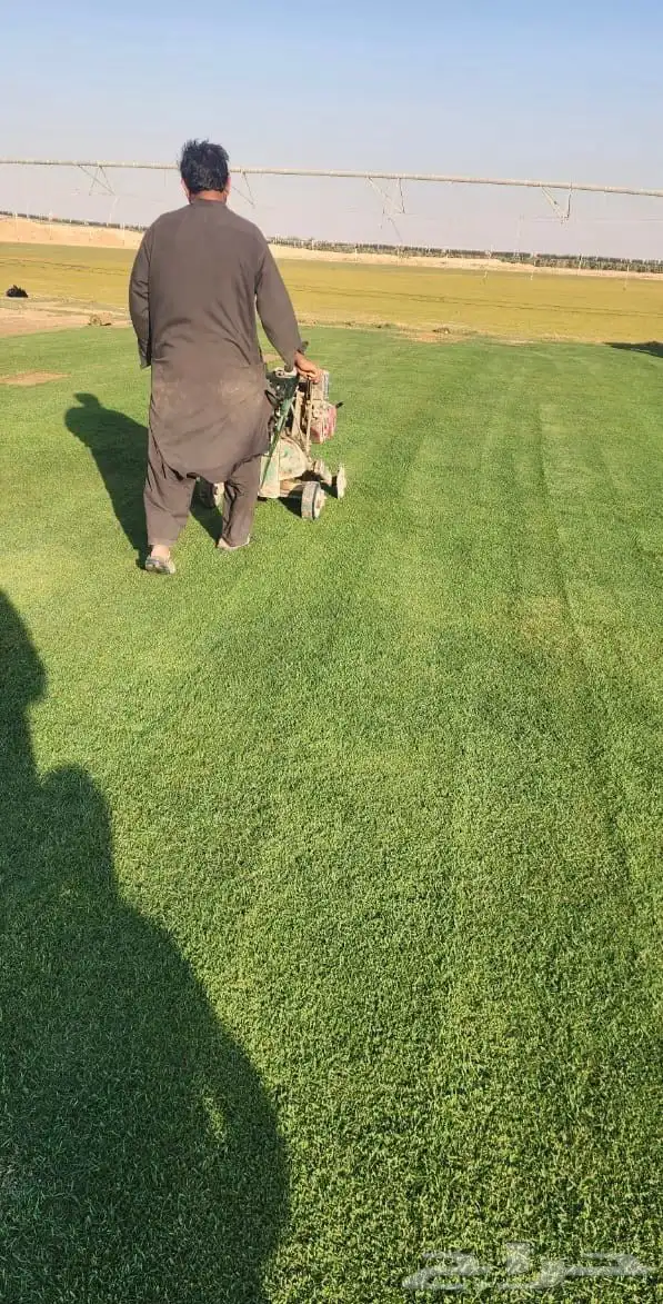ثيل نجيل الخرج عشب 1