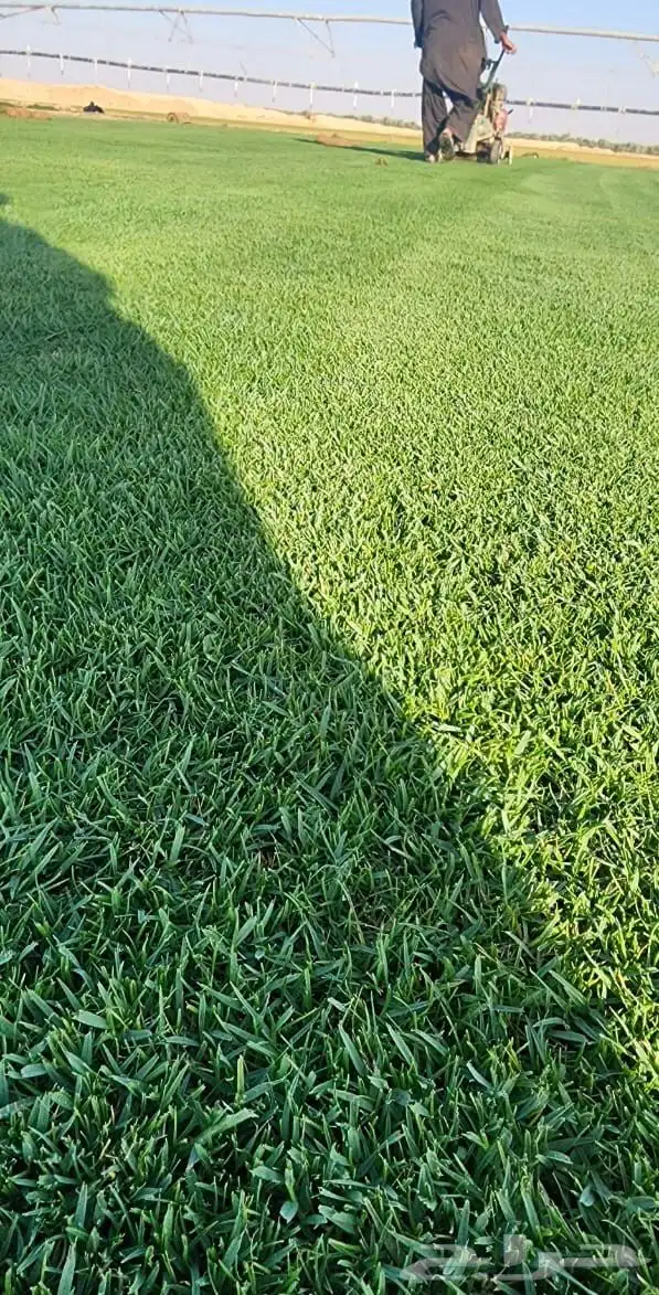 ثيل الخرج نجيل 9
