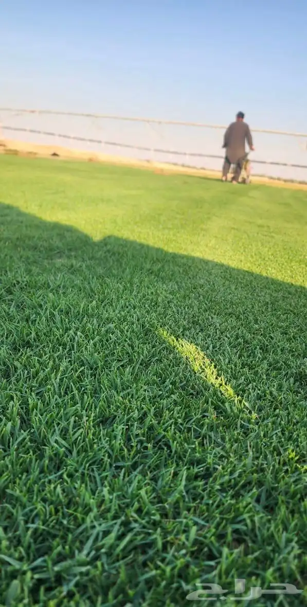 ثيل نجيل الخرج عشب 3