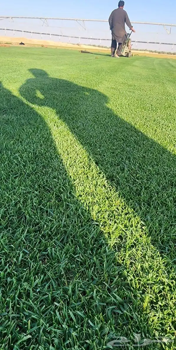 ثيل نجيل الخرج عشب 6