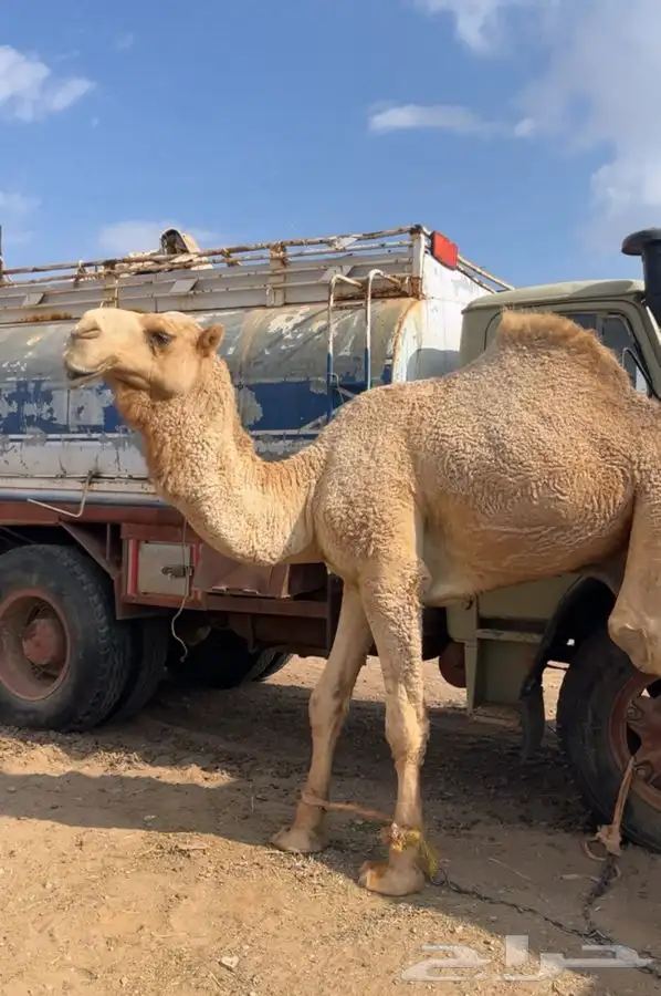 قعود أشقح كفو 2
