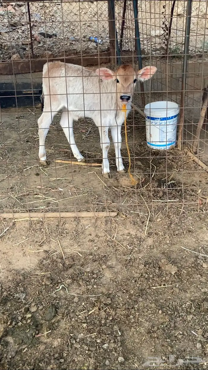 منيحه سويسريه فاخره 2