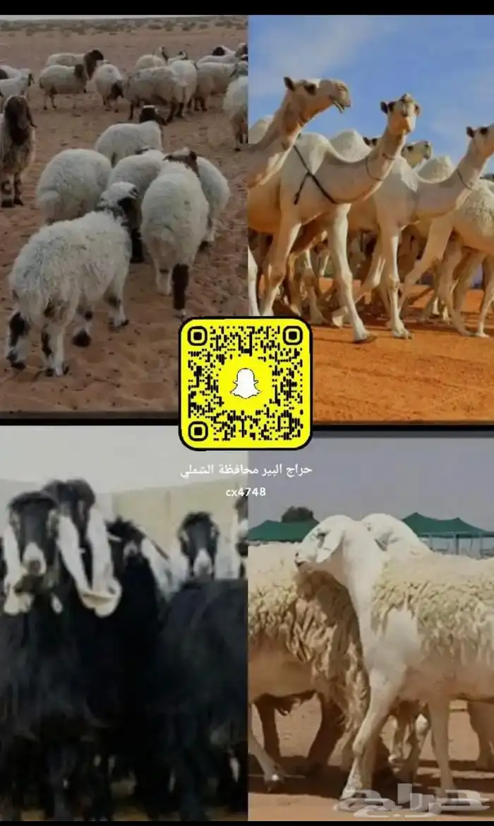 سناب الشملي رقم 1 0