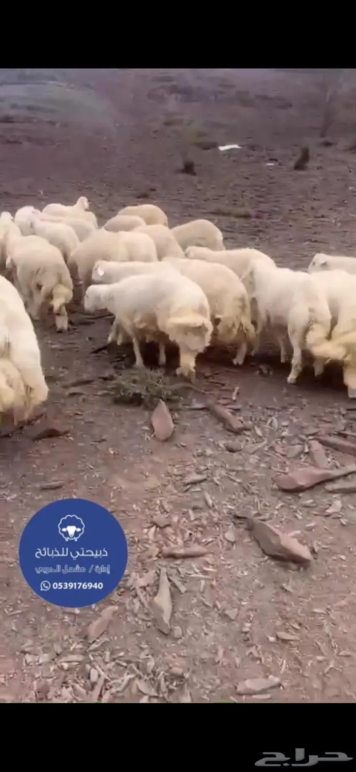 ذبائح نعيمي وحري جبر كناور حلال بر وشي فااخر 0