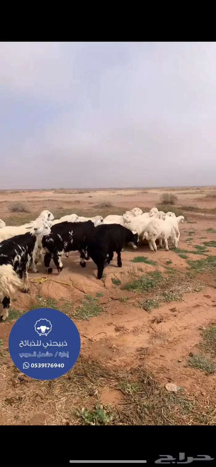 ذبائح نعيمي وحري جبر كناور حلال بر وشي فااخر 3