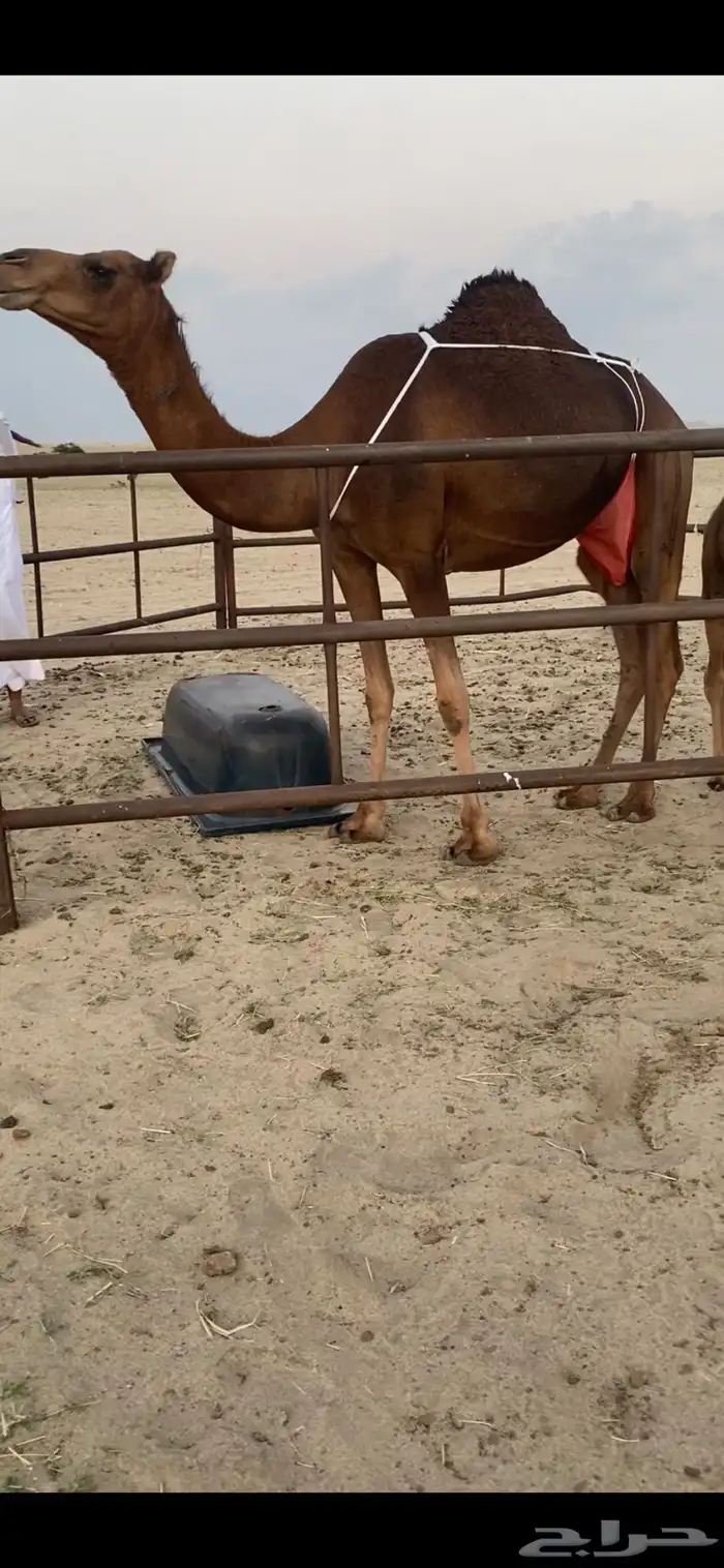 بكره بكر حمرا دم تحتها بكره ( تم البيع) 3
