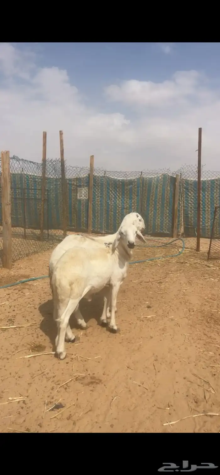 سواكن جبره للبيع مع الصلخ والتوصيل 3