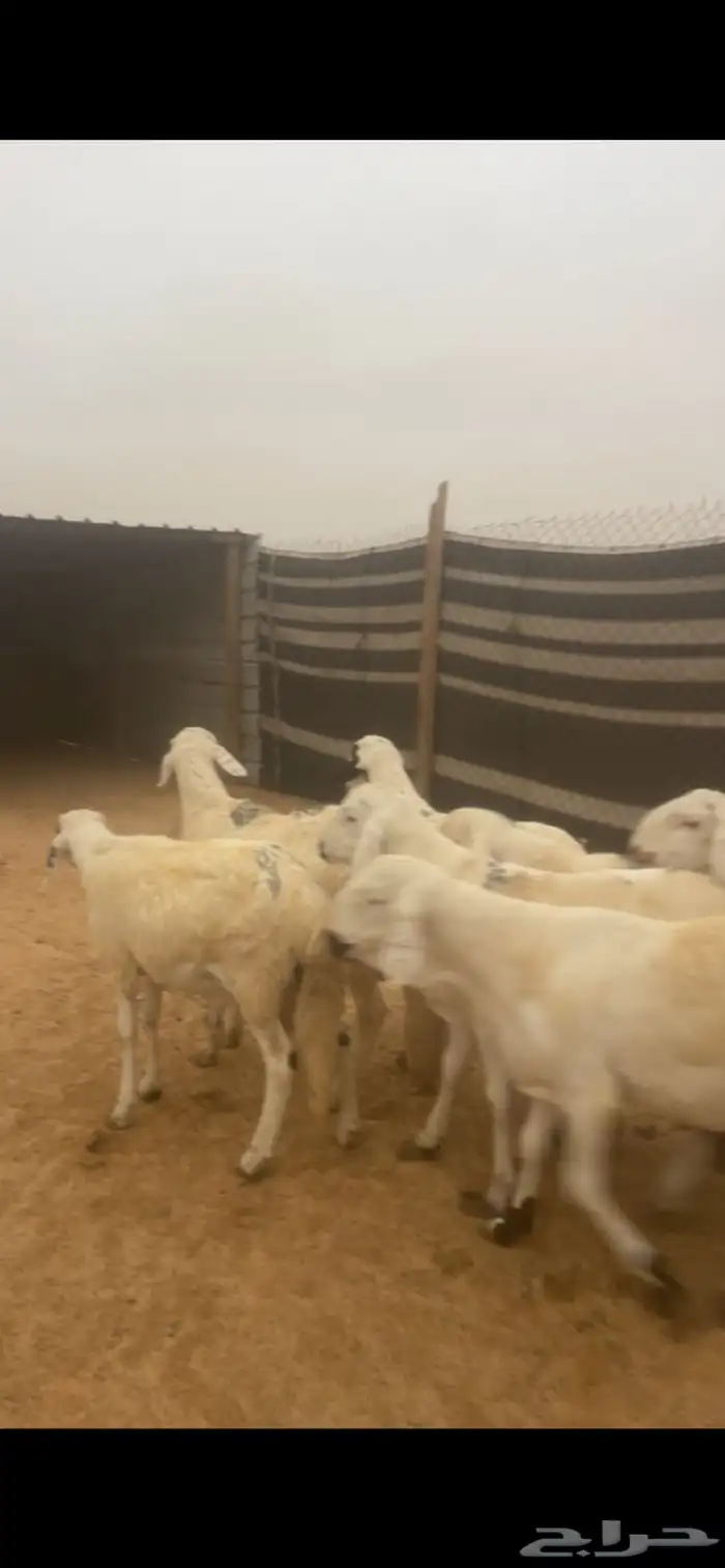 سواكن جبره للبيع مع الصلخ والتوصيل 2