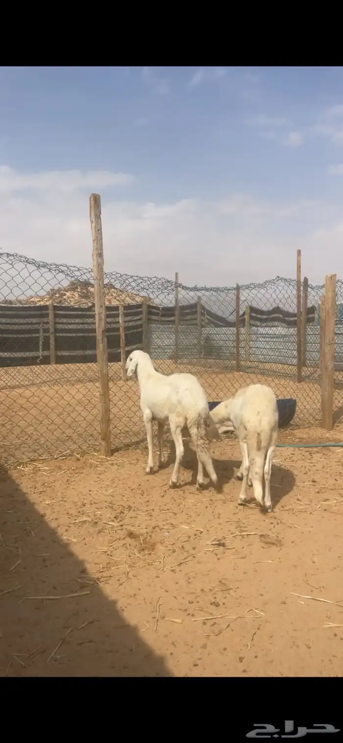 سواكن جبره للبيع مع الصلخ والتوصيل 4