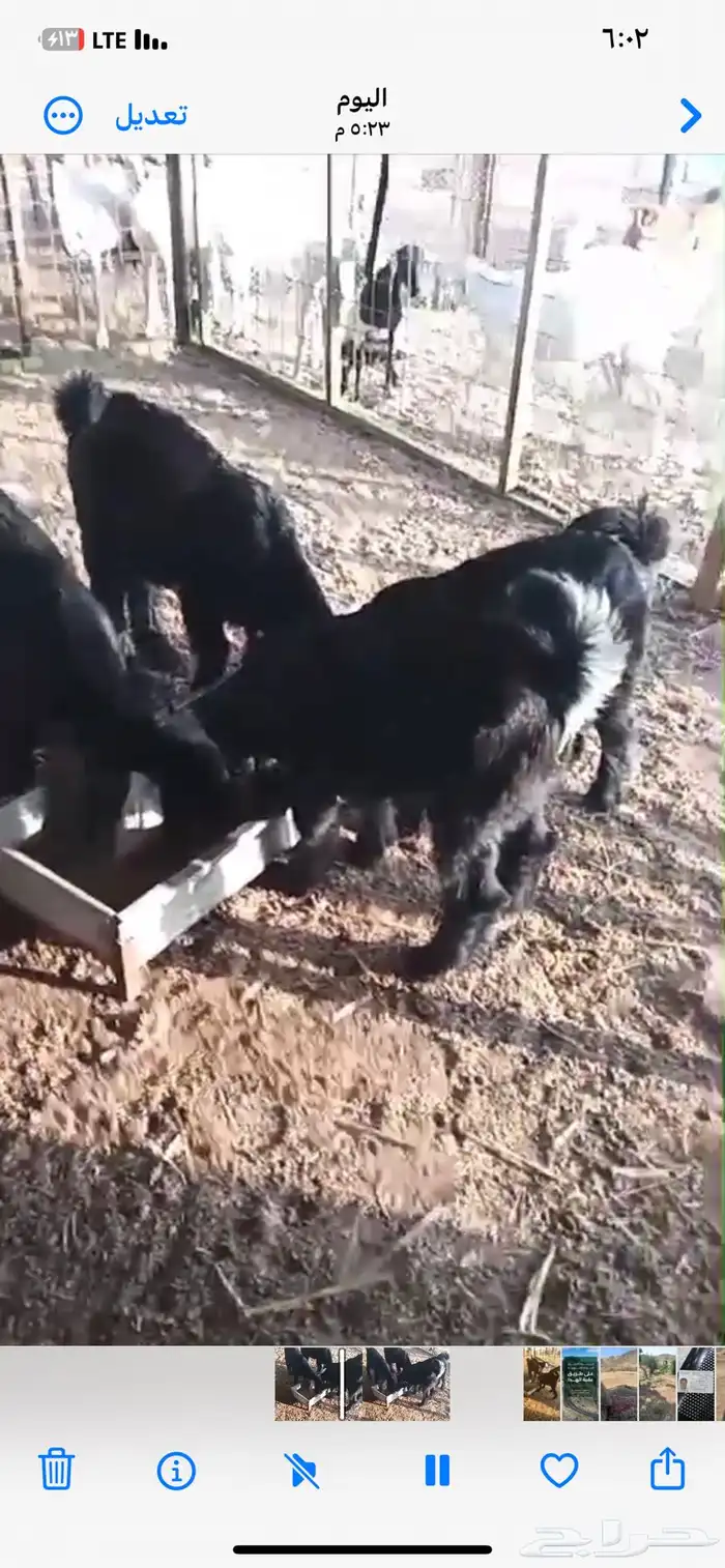 تيوس لبنية 1