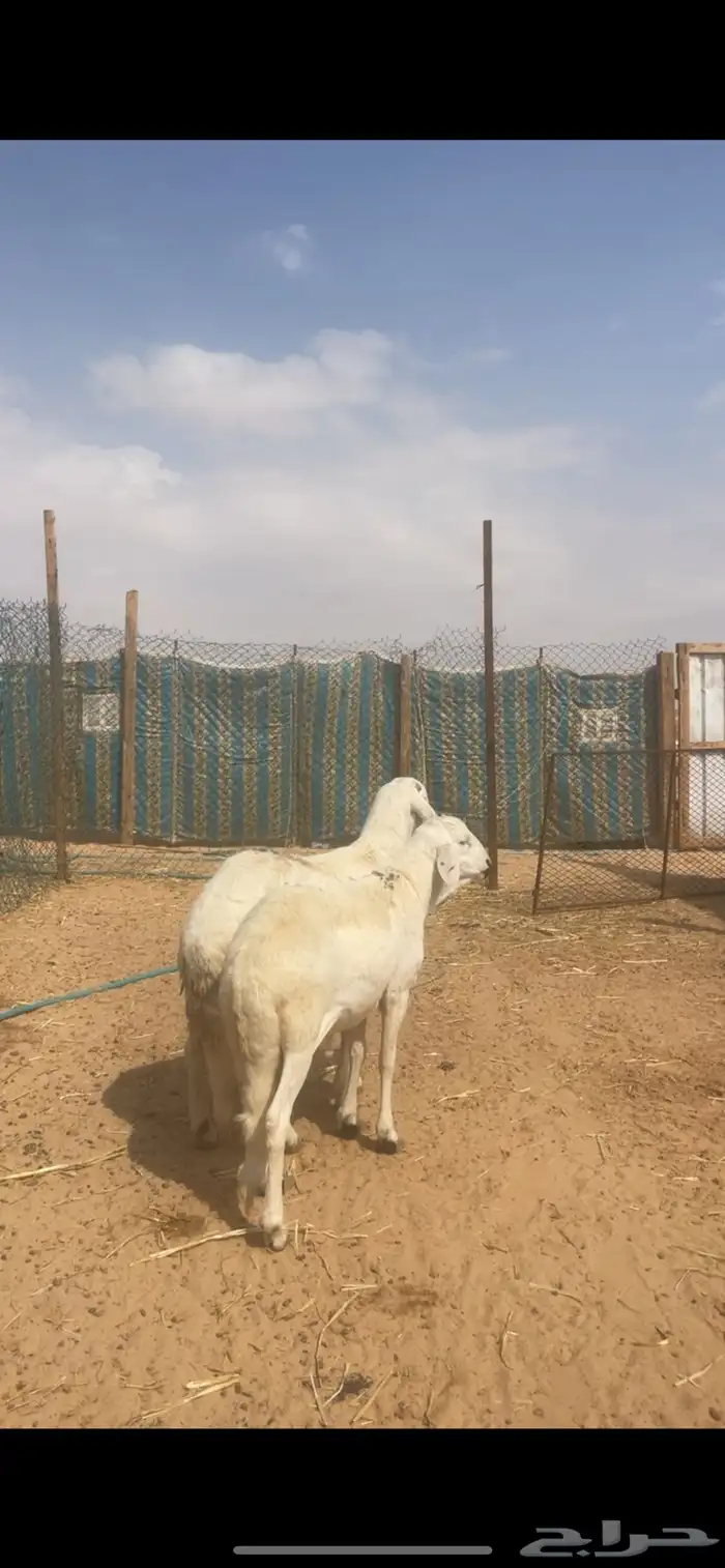 سواكن جبره للبيع مع الصلخ والتوصيل 7