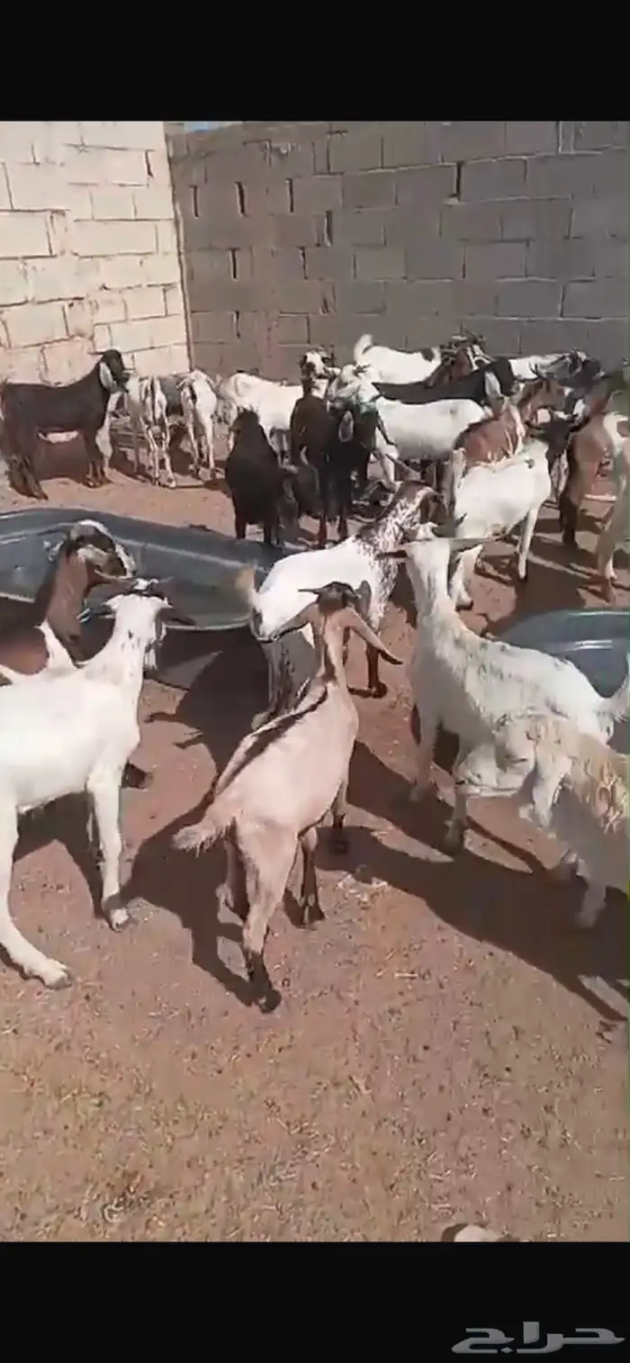 خرفان وتيوس ولاسعار مناسبه في خدمه التوصيل 5