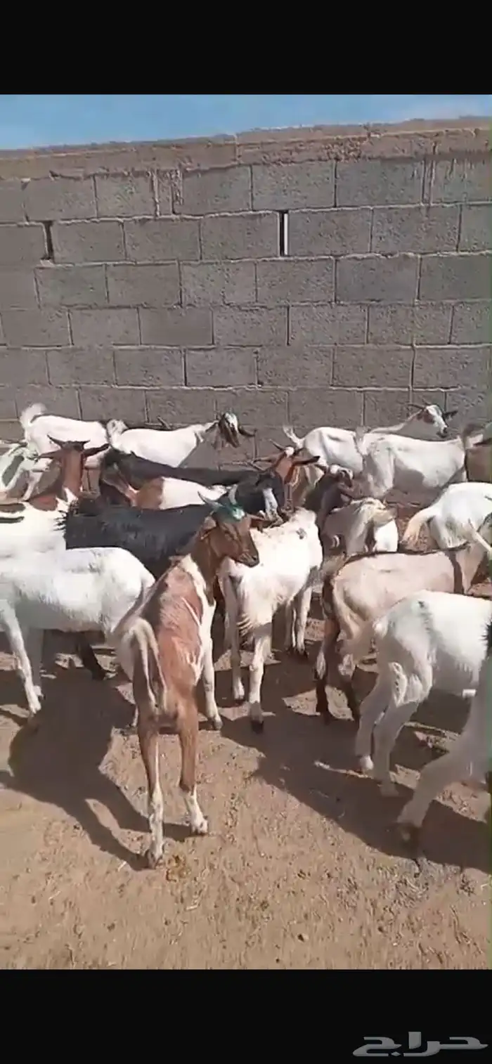 خرفان وتيوس ولاسعار مناسبه في خدمه التوصيل 6