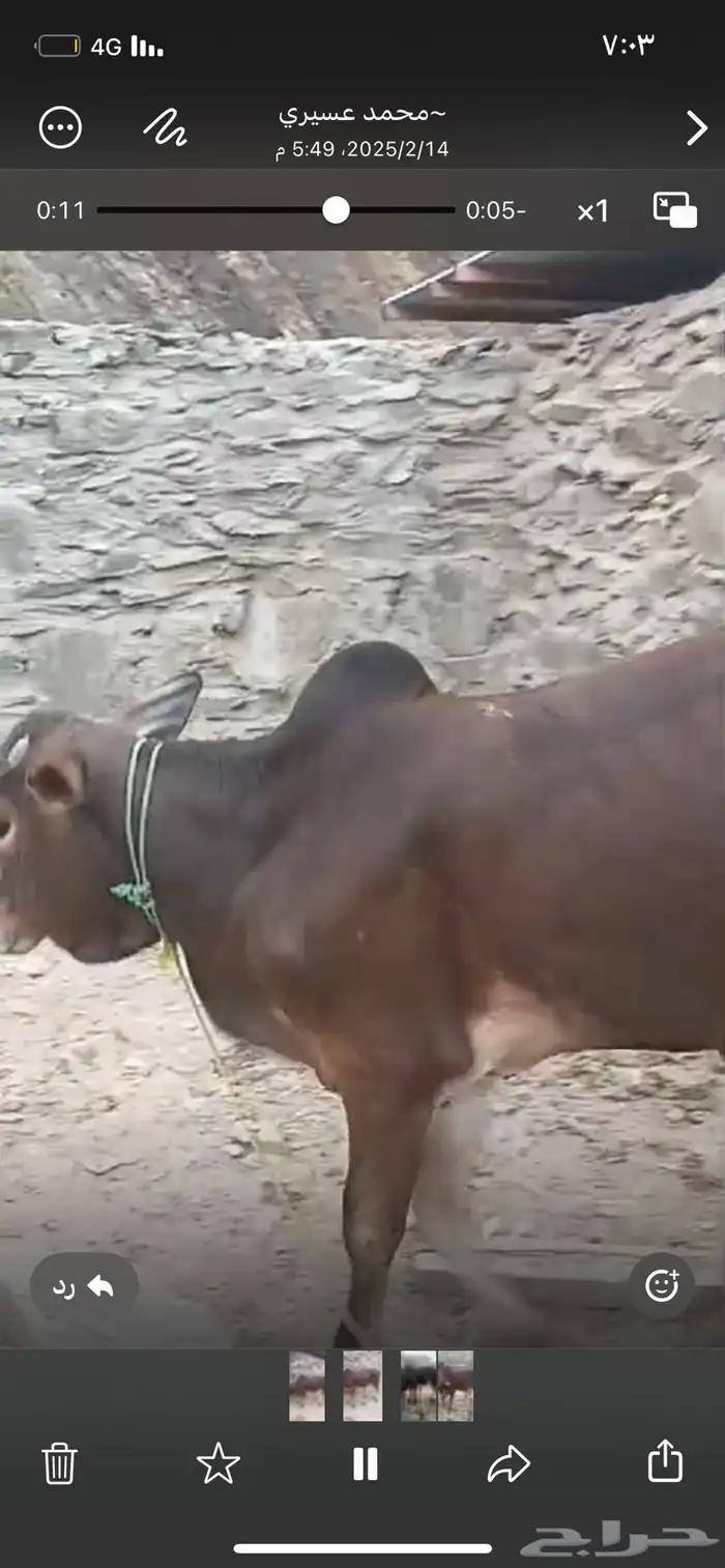 حسيل شركه بلدي خميس مشيط 7