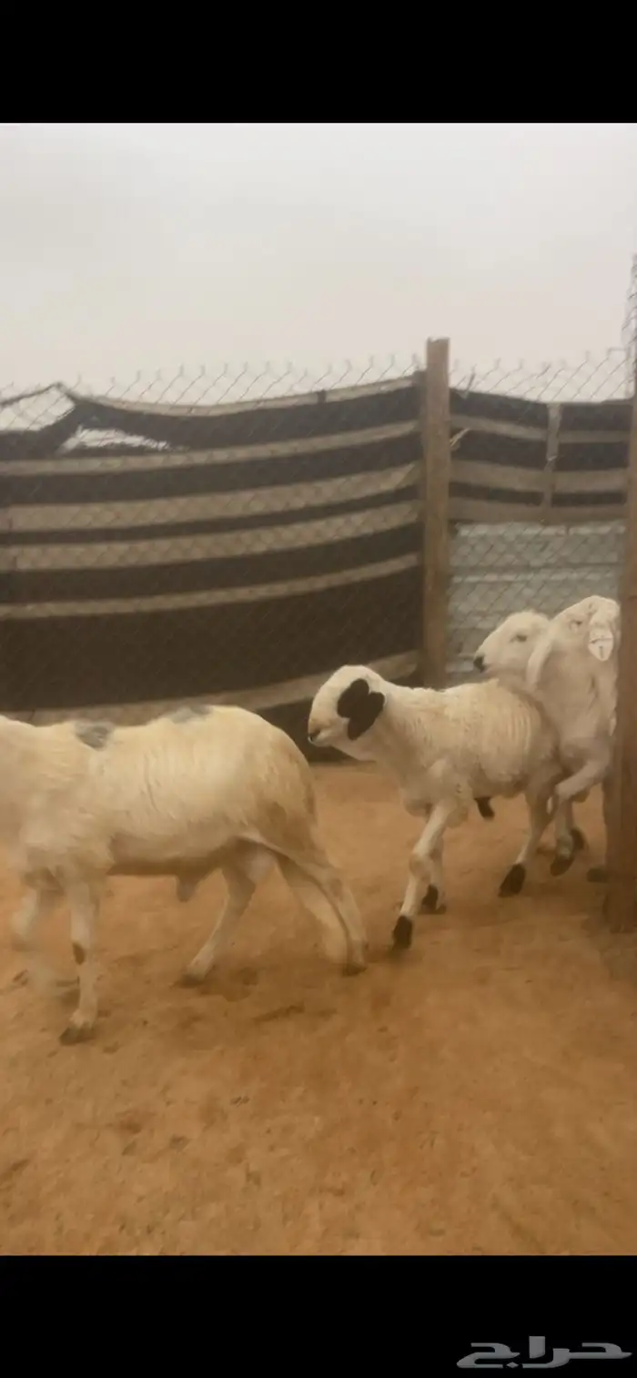 سواكن جبره للبيع مع الصلخ والتوصيل 1