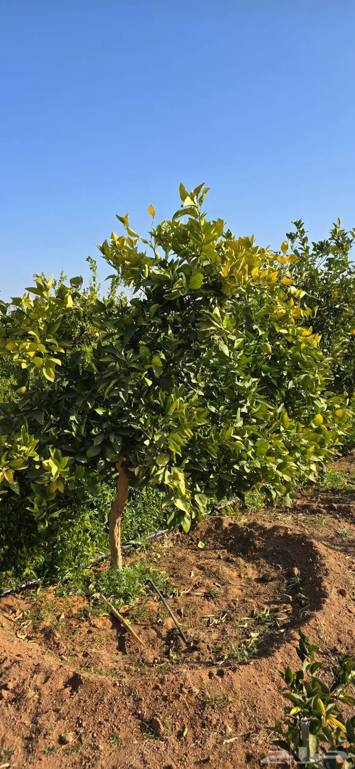 برتقال فالنسيا حجم كبير 9 سنوات 0