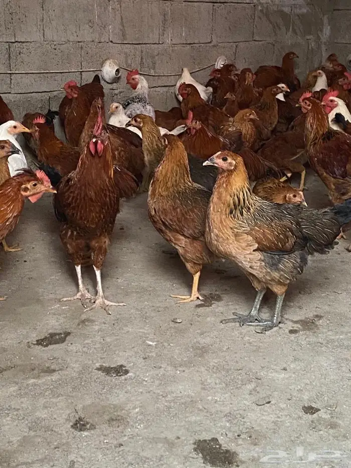 دجاج بياض للبيع العمر 6 شهور 3