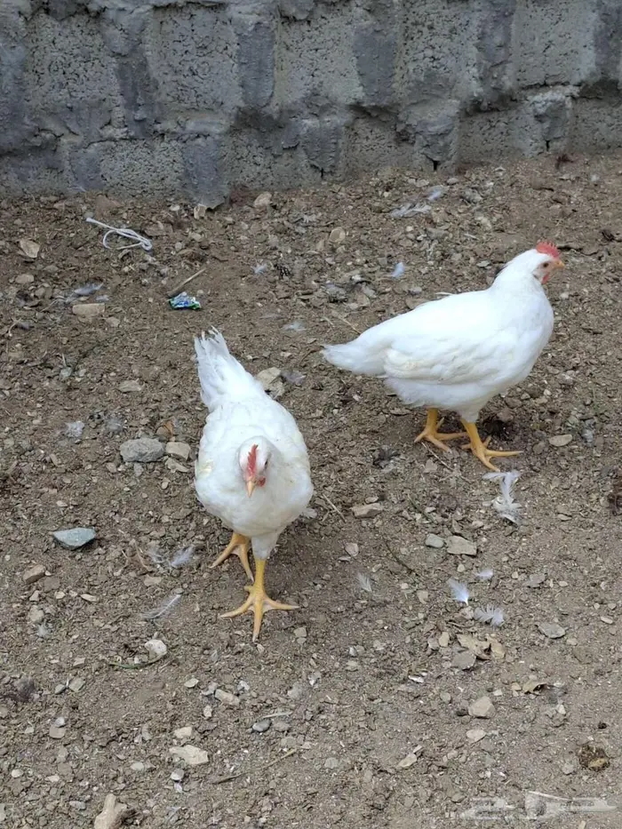 دجاج عربي عمر ثلاثة شهور 2