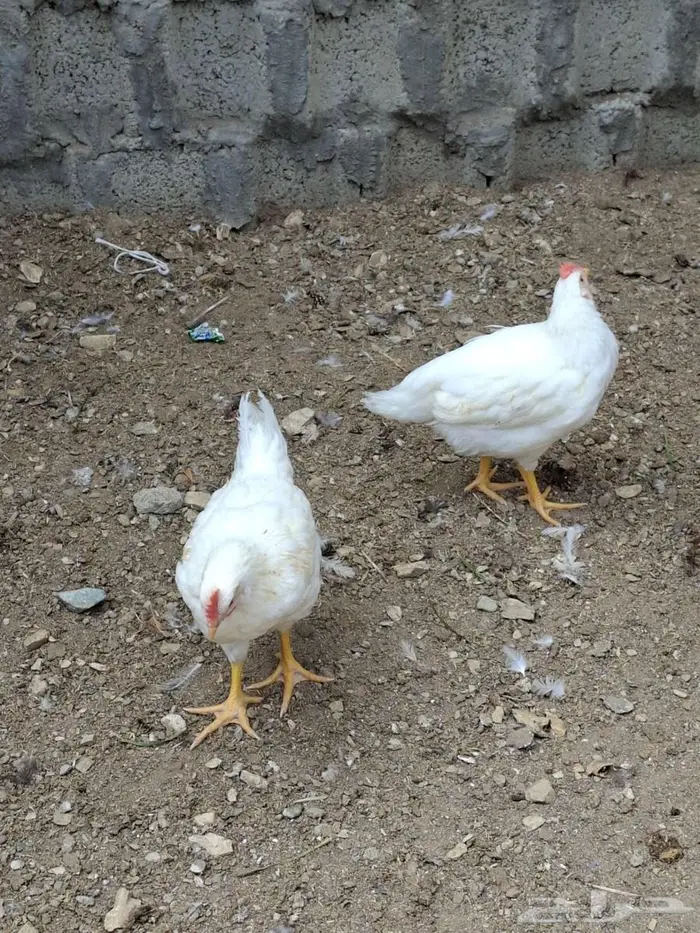 دجاج عربي عمر ثلاثة شهور 1