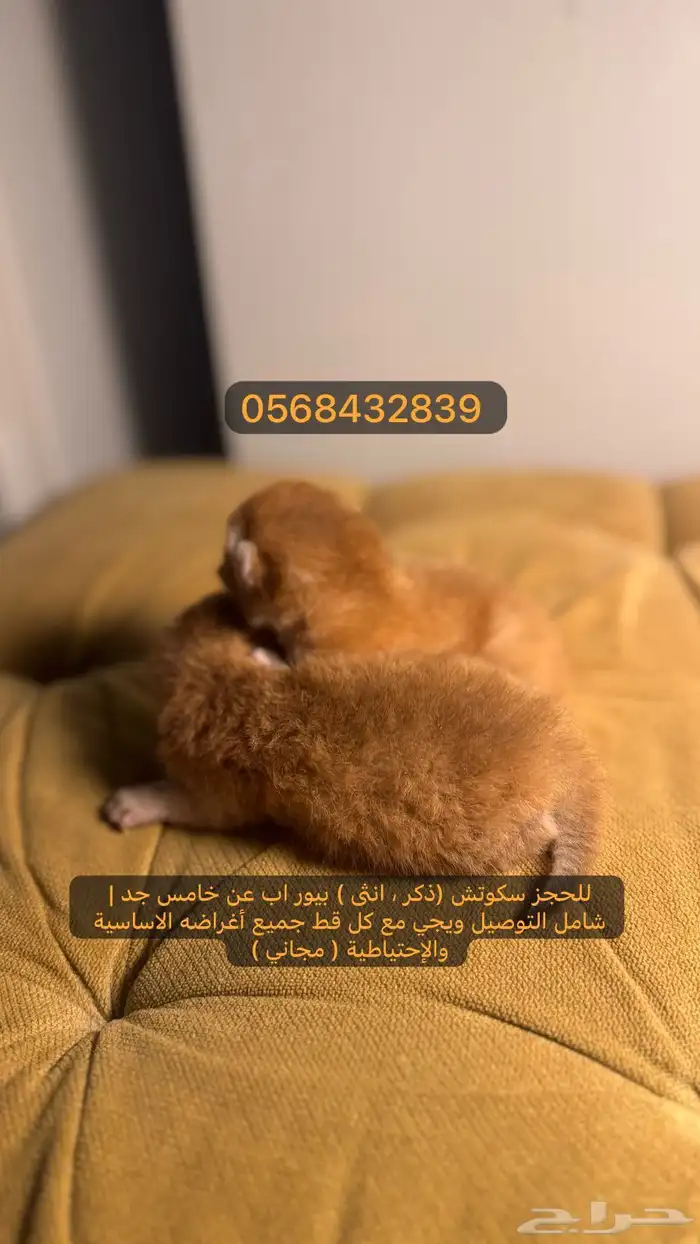 متاحة اسكوتش استريت قولد مسجلة مع كتن 0