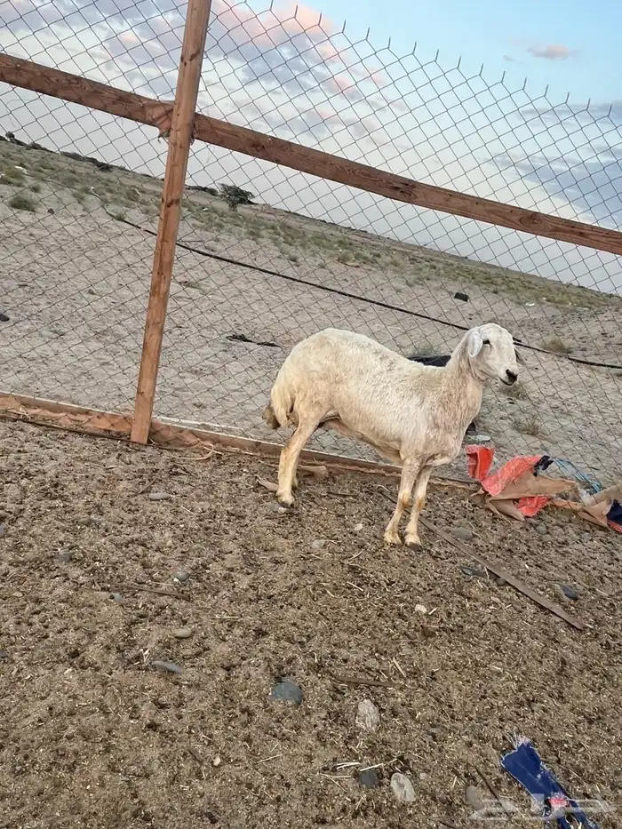 حرية حايل تم البيع 1