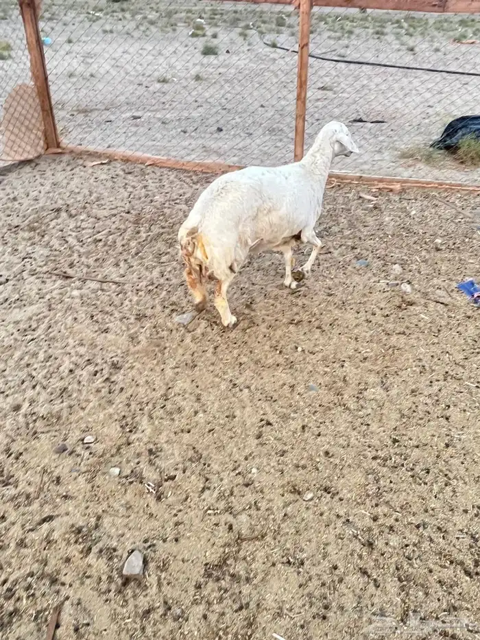 حرية حايل تم البيع 2