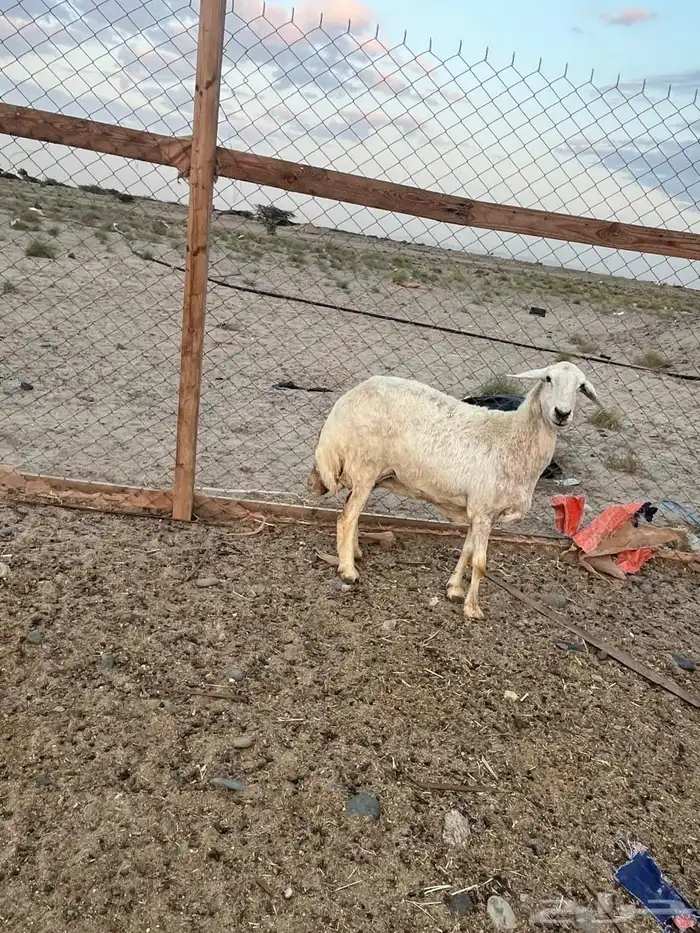 حرية حايل تم البيع 0