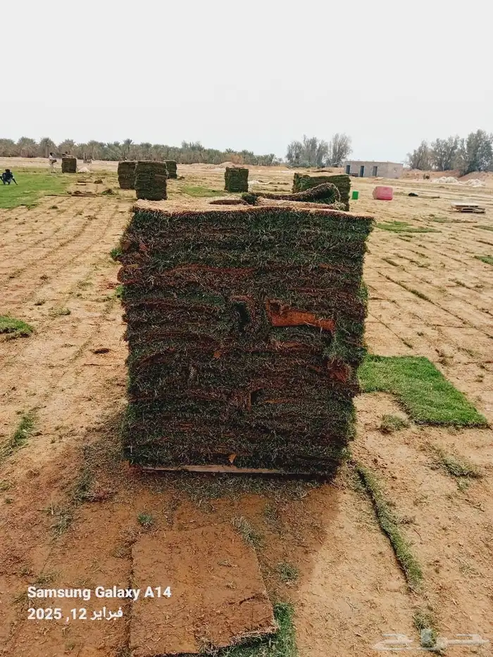 ثيل طبيعي ( النجيلة) سي 2000 C2000 1