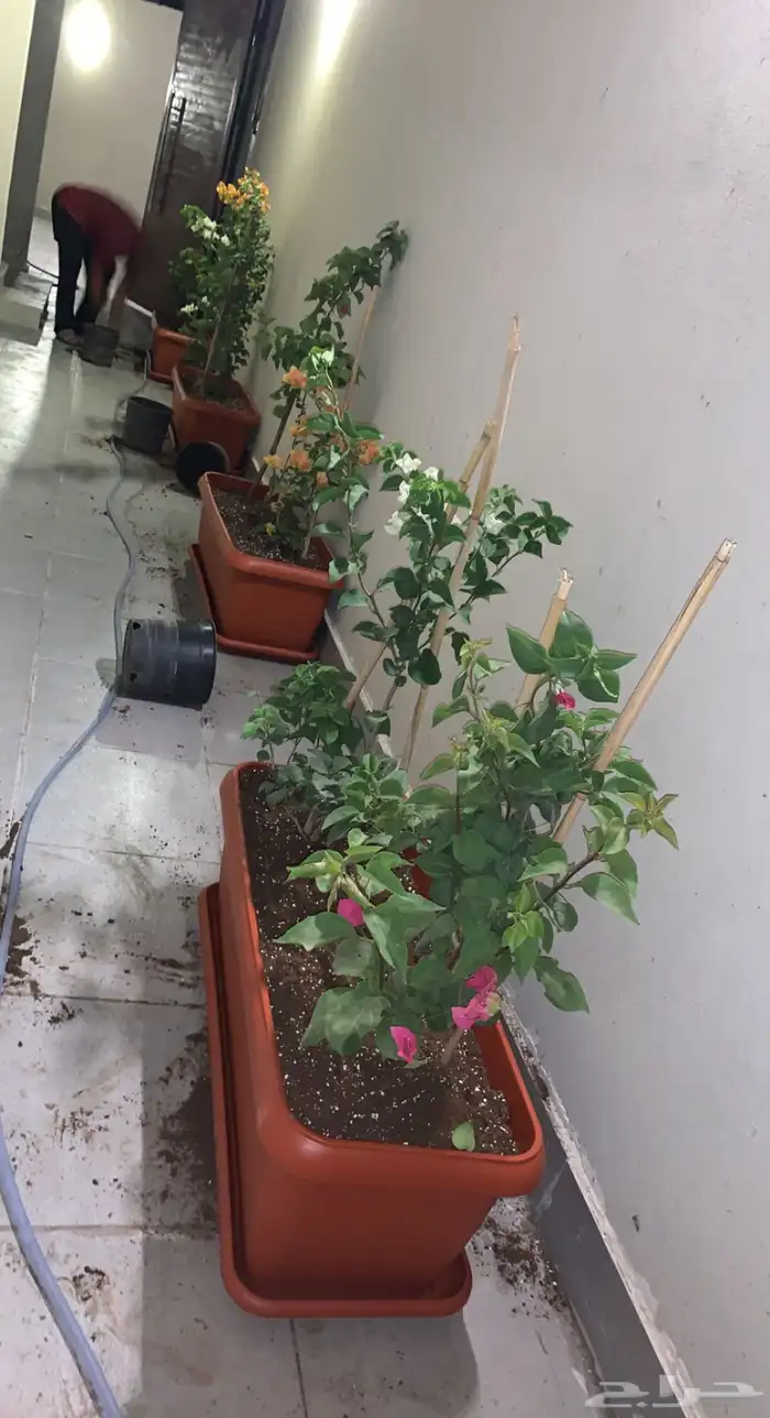 نجيل طبيعي او ثيل عشب اخضر 85