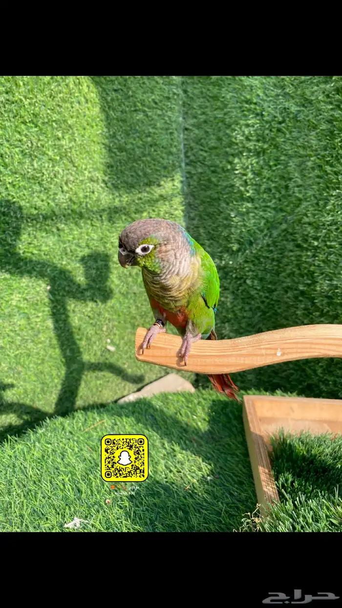 ببغوات كنيور اليفه 0