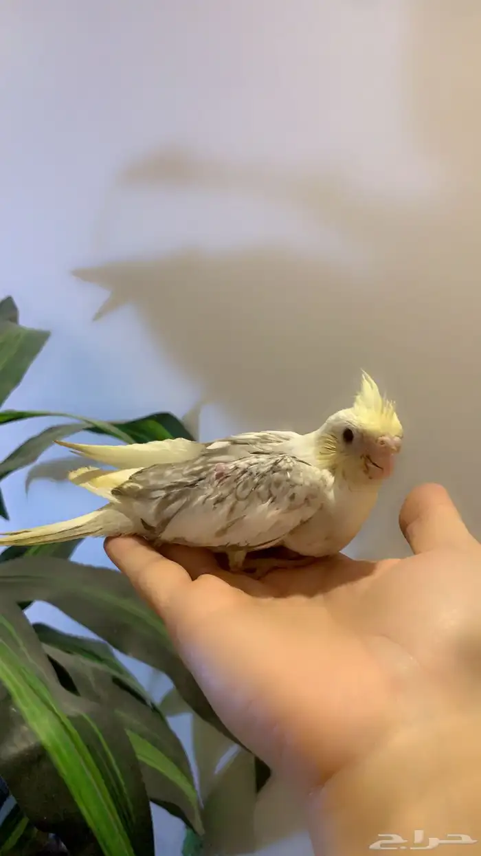 فروخ كروان بطفرات مميزه( تم البيع ) 0