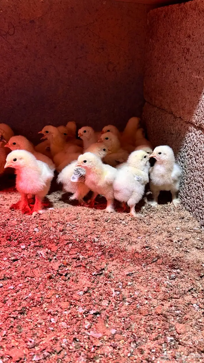 للبيع صوص براهما كولمبي 2