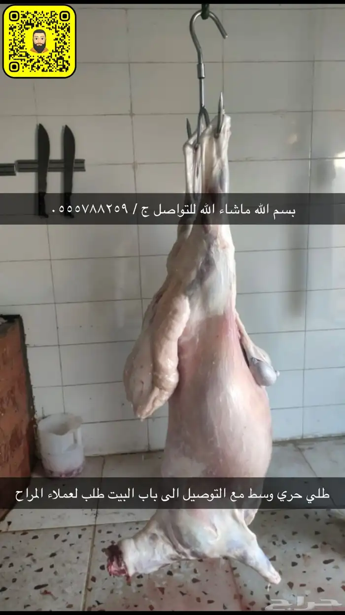 طليان حريات رقم واحد جدا طيبات 11