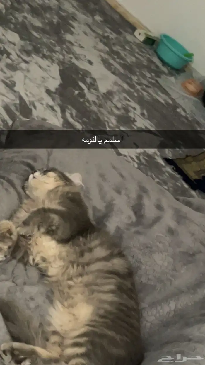 قط شيرازي ذكر مطعم كذا تطعيم القط نظيف وعلى السوم 2