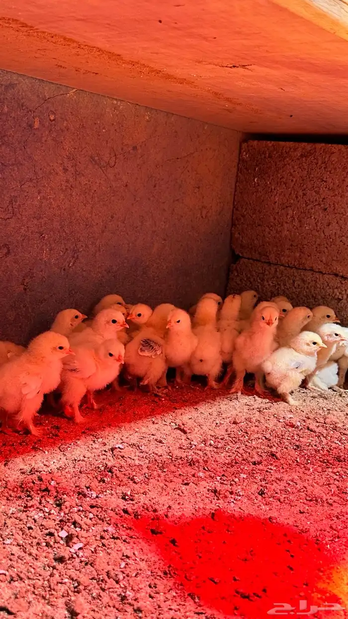 للبيع صوص براهما كولمبي 1