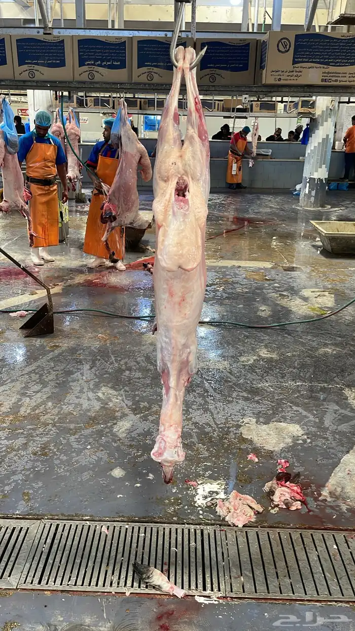 بيع اغنام متوفر تقسيط تابي او تمارا 1