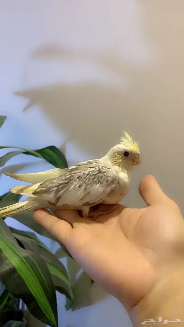 فروخ كروان بطفرات مميزه( تم البيع ) 1