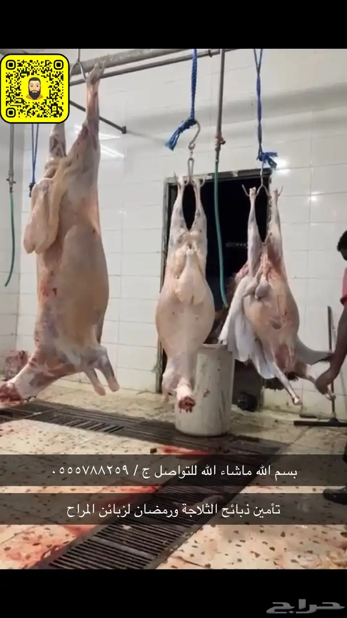 طليان حريات رقم واحد جدا طيبات 13