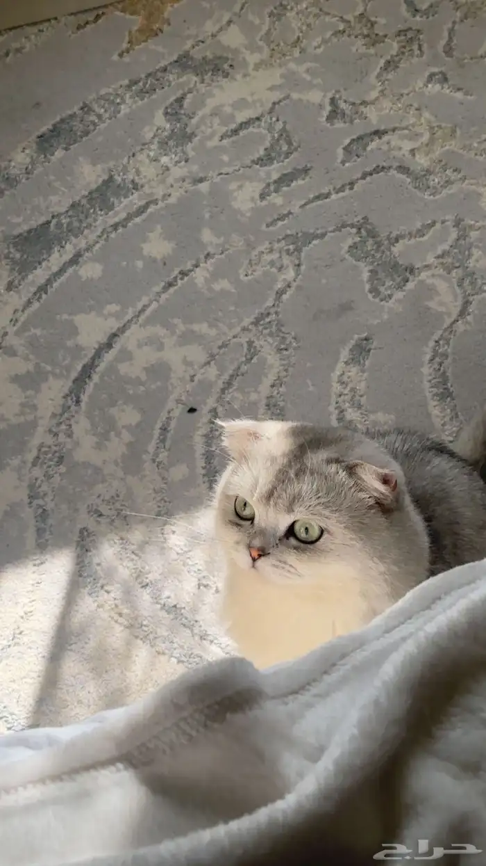 سكوتش تزاوج 0