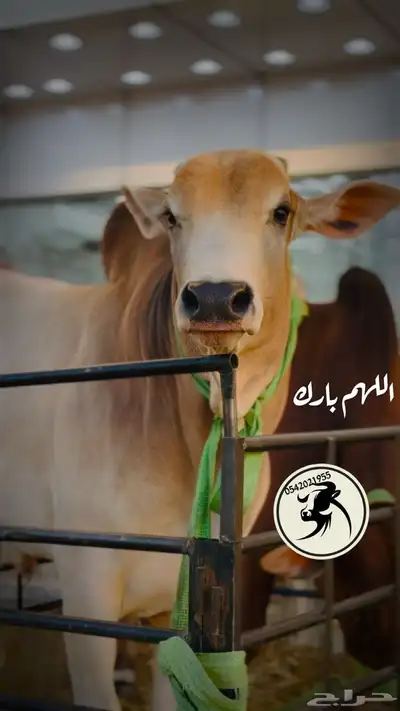 عجول وحسلان طيبه محايل عسير 0
