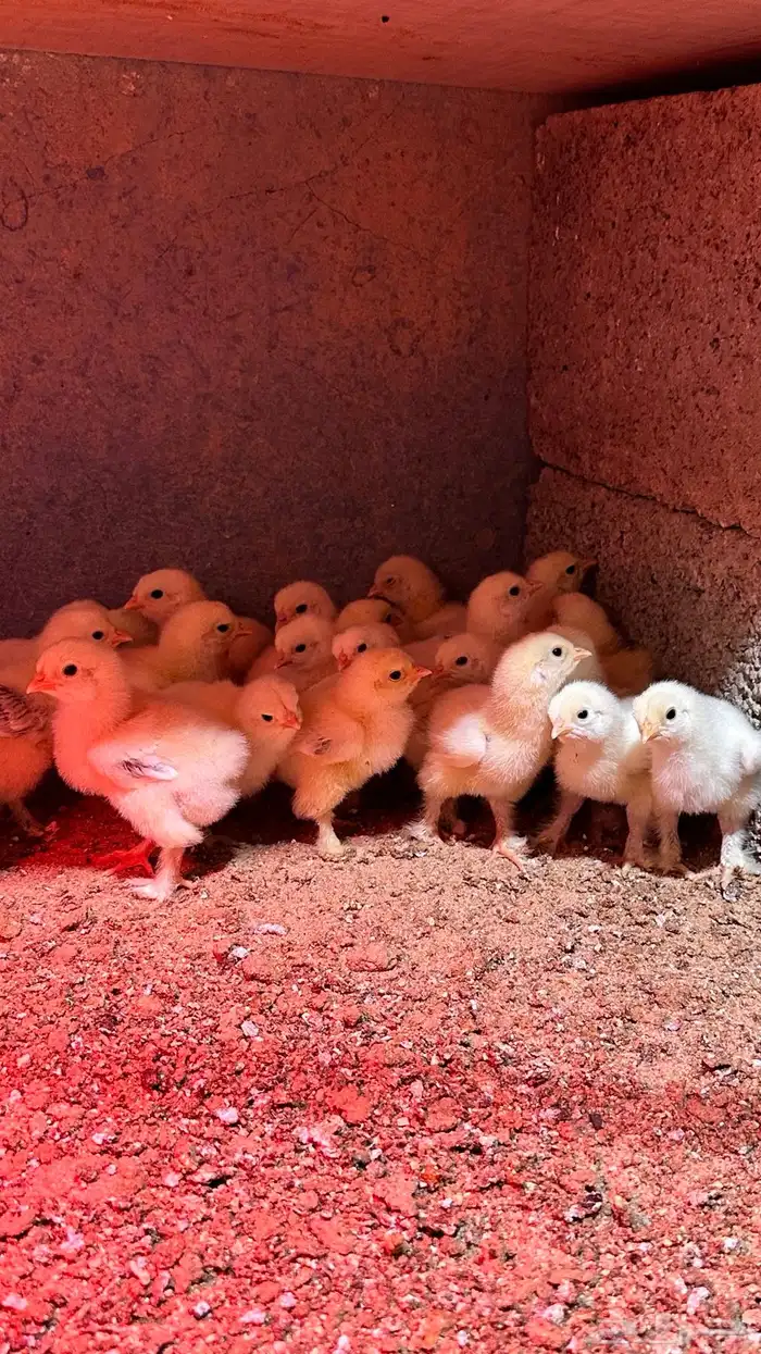 للبيع صوص براهما كولمبي 0