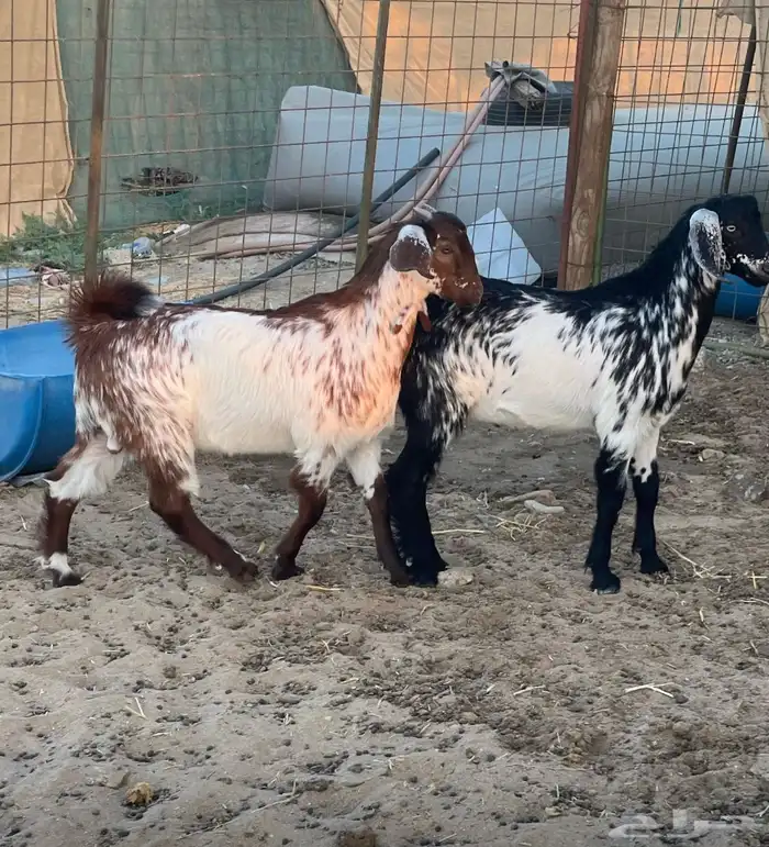 طليان حري سواكن تيوس نظيفة شرط 7