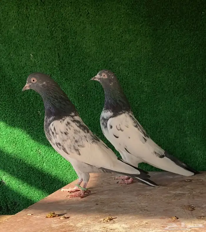 جوز تيدي تم البيع 0