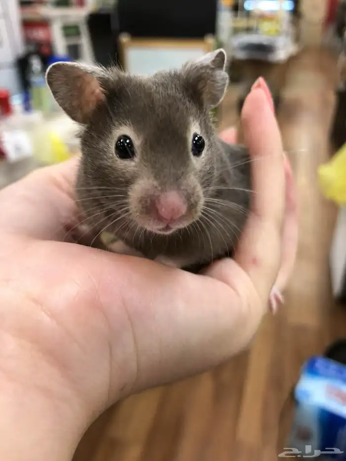 Syrian hamster هامستر سوري 1