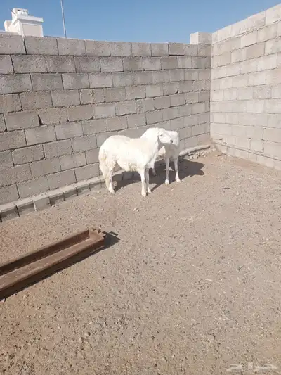 تيوس 0