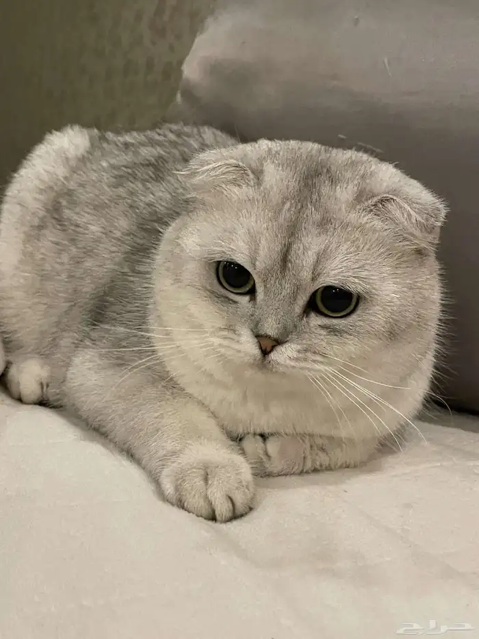 سكوتش تزاوج 1