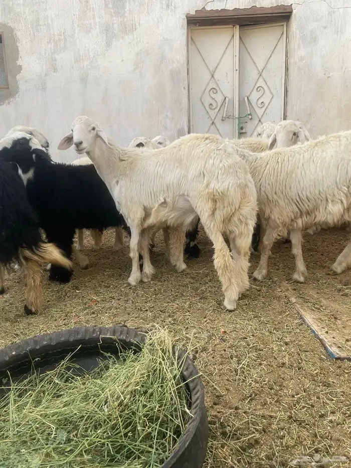 طليان جذعان جبره 2