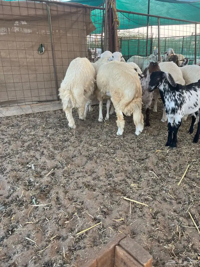 طليان حري سواكن تيوس نظيفة شرط 3